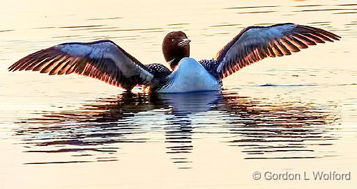 Backlit Loon Near Sunset_DSCF20487.jpg - Common Loon (Gavia immer) photographed along the Rideau Canal Waterway at Smiths Falls, Ontario, Canada.